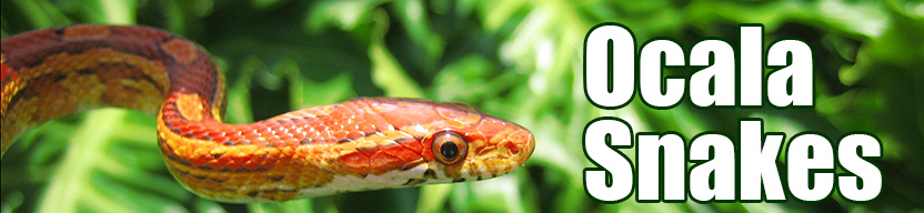 Ocala snake